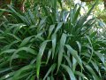 Phormium cookianum - plante vivace exotique de plein soleil 1.3m